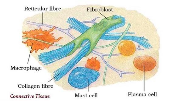 Connective Tissues