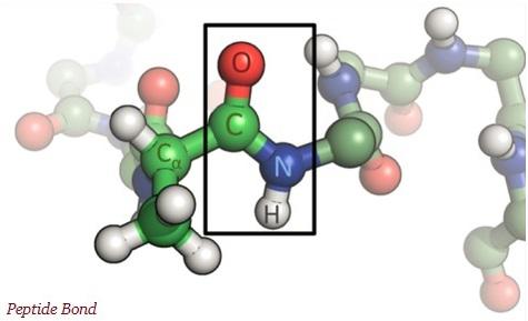 Peptide Bond