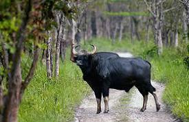 Indian Gaur