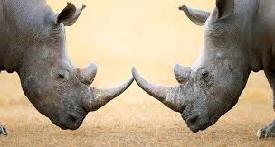 World Rhino Day