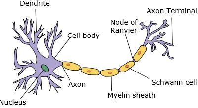 Terminal Axon